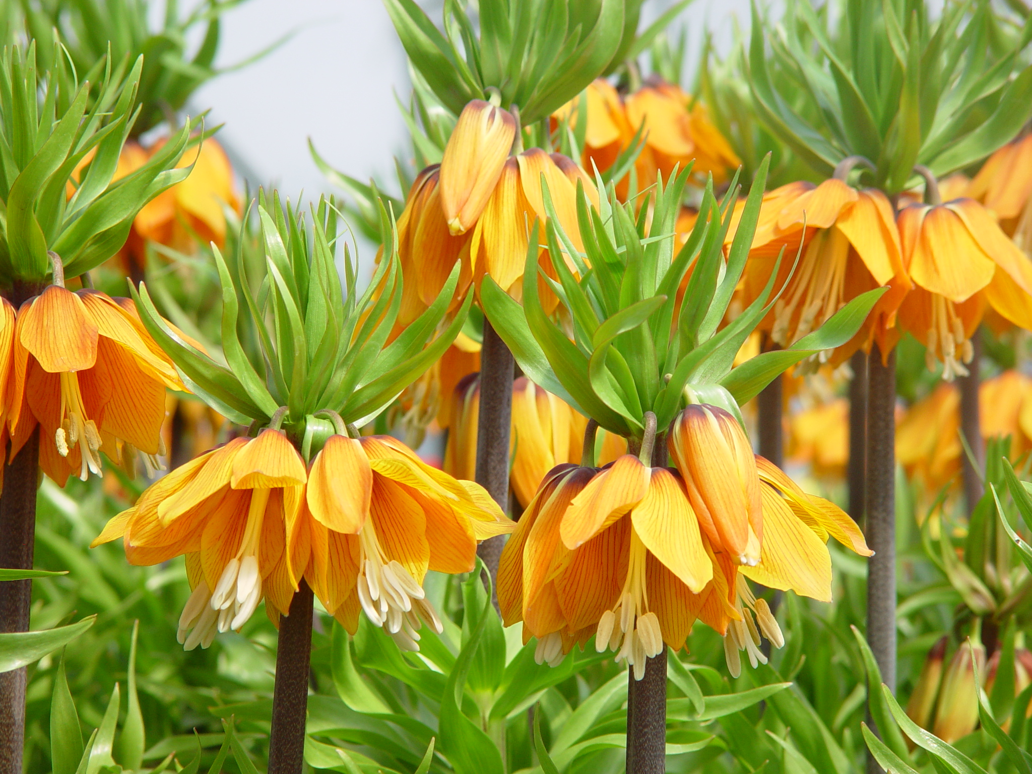 Fritillaria imperialis 'Aurora'